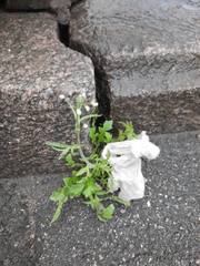 Capsella bursa-pastoris