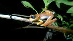 Boophis pyrrhus