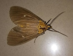 Asota caricae