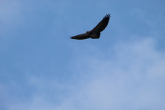 Geranoaetus melanoleucus australis