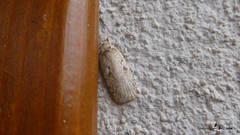 Agonopterix ocellana