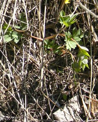 Corydalis intermedia