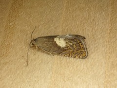 Dichrorampha simulana