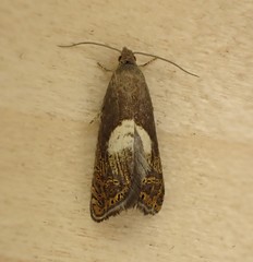 Dichrorampha simulana