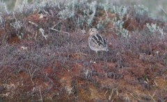 Gallinago magellanica