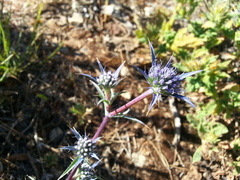 Eryngium dilatatum