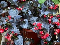 Begonia