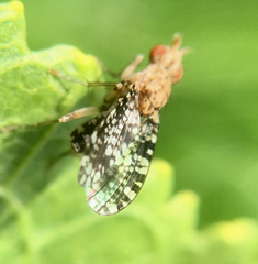 Trypetoptera punctulata