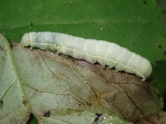 Orthosia hibisci