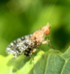 Trypetoptera punctulata