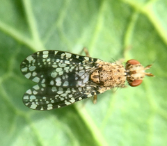 Trypetoptera punctulata