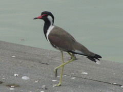 Vanellus indicus