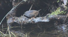 Scytalopus magellanicus