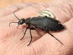 Epicauta segmenta