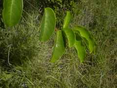 Passiflora laurifolia