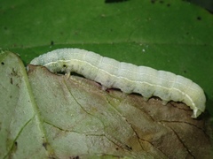Orthosia hibisci