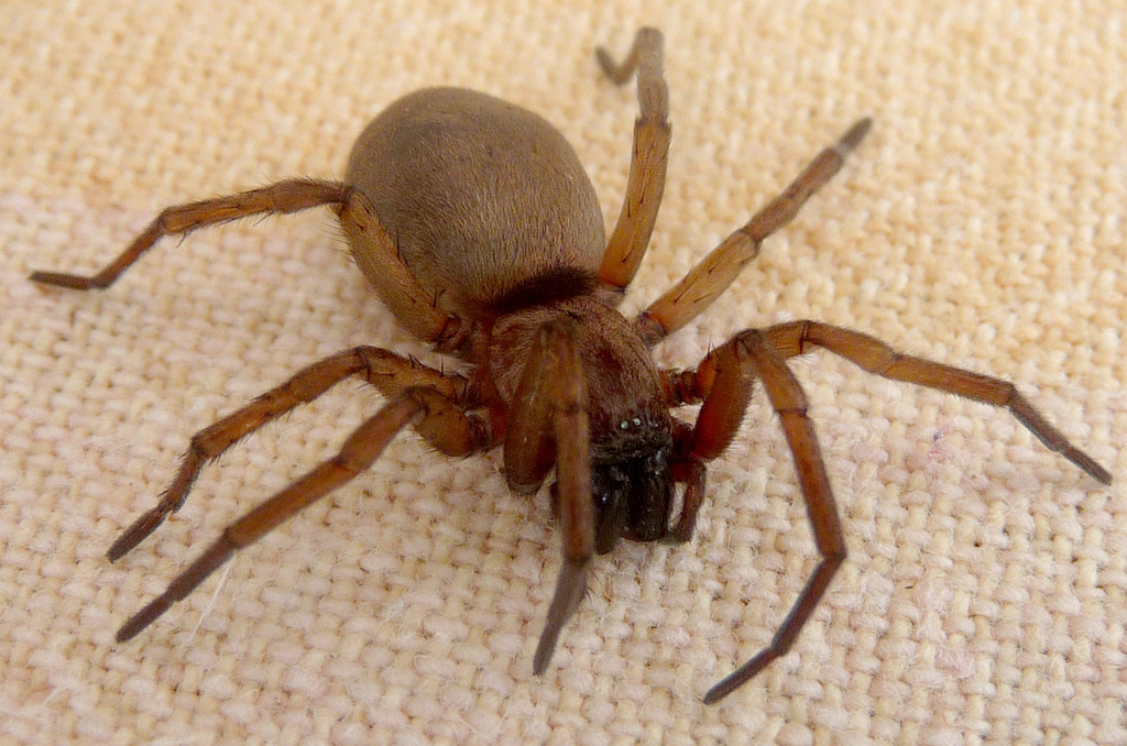 Common Ground-spider