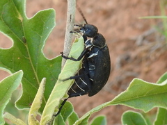 Epicauta segmenta
