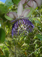 Passiflora laurifolia