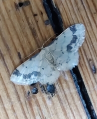 Idaea trigeminata