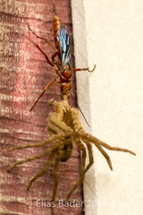 Tachypompilus