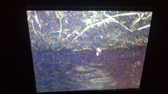 Pelophylax nigromaculatus