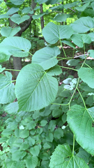Tilia americana