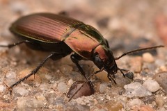 Poecilus versicolor