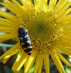 Acmaeodera quadrifasciata quadrifasciata
