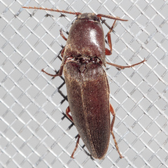 Diplostethus