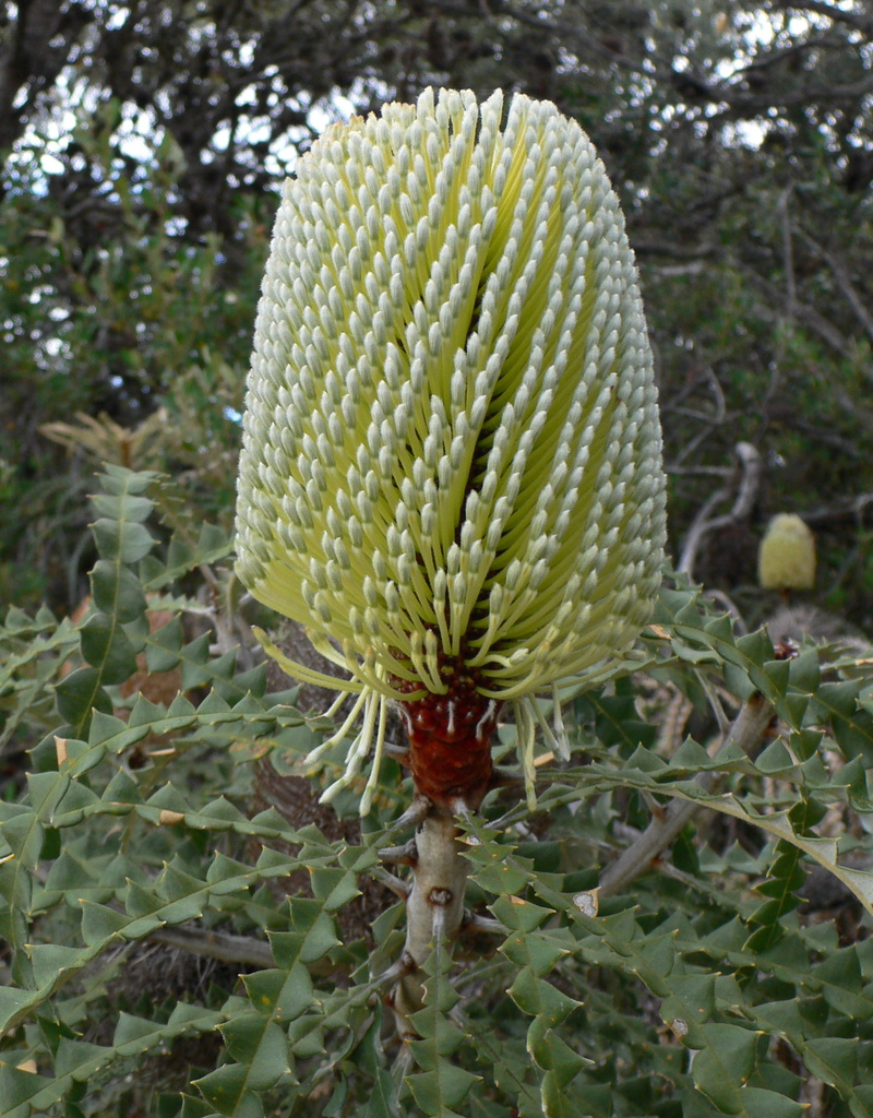 Banksia speciosa from Kepwari Wetlands, Esperance, Western Australia, Australia on 2007년 11월 19일 (월) by sea-kangaroo... 