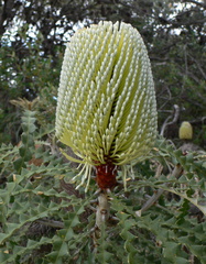 Banksia speciosa