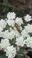 Stenopterus ater praeustus