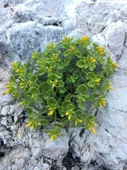 Perityle quinqueflora