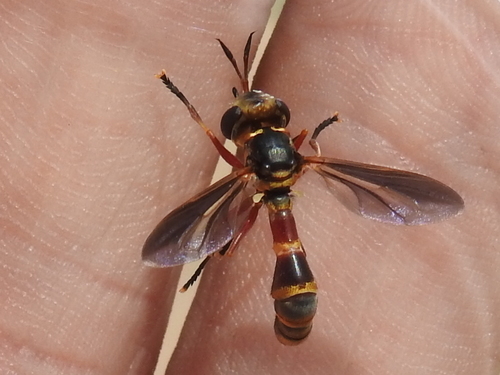 Physoconops gracilis