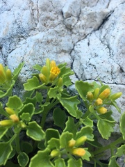 Perityle quinqueflora