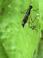 Rainieria