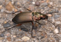 Poecilus cupreus