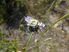 Oxythyrea