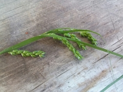 Carex davisii