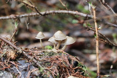 Mycena overholtsii