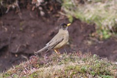 Turdus falcklandii magellanicus