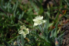Platystemon californicus