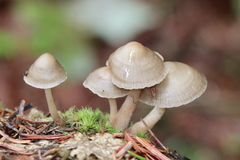 Mycena overholtsii