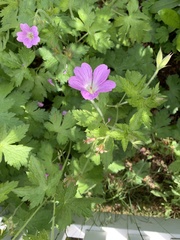 Geranium × oxonianum