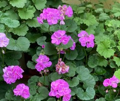 Pelargonium × hybridum