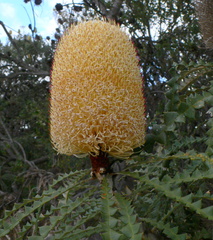 Banksia speciosa
