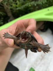 Sternotherus