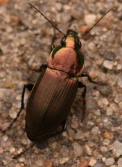 Poecilus versicolor