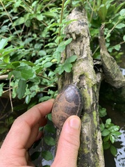 Sternotherus